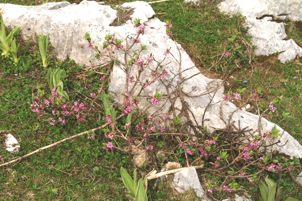 Daphne mezereum / Dafne mezereo